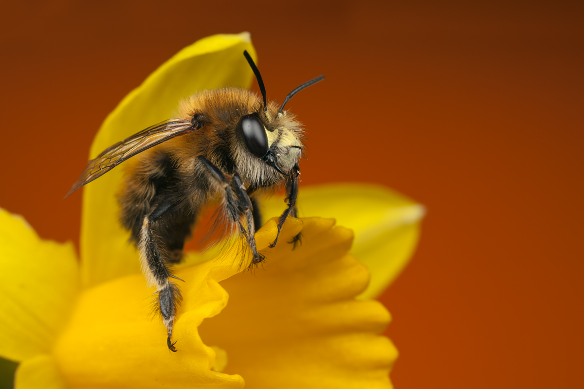 Hairy Footed Flower Bee 4